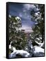 Grand Canyon National Park, Trees Covered with Snow, Arizona, USA-Adam Jones-Framed Stretched Canvas