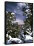 Grand Canyon National Park, Trees Covered with Snow, Arizona, USA-Adam Jones-Framed Stretched Canvas