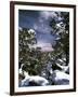 Grand Canyon National Park, Trees Covered with Snow, Arizona, USA-Adam Jones-Framed Premium Photographic Print