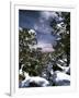 Grand Canyon National Park, Trees Covered with Snow, Arizona, USA-Adam Jones-Framed Premium Photographic Print