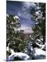 Grand Canyon National Park, Trees Covered with Snow, Arizona, USA-Adam Jones-Mounted Premium Photographic Print