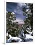 Grand Canyon National Park, Trees Covered with Snow, Arizona, USA-Adam Jones-Framed Photographic Print