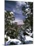 Grand Canyon National Park, Trees Covered with Snow, Arizona, USA-Adam Jones-Mounted Photographic Print