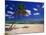 Grand Cayman Beach With A Palm Tree-George Oze-Mounted Photographic Print