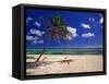 Grand Cayman Beach With A Palm Tree-George Oze-Framed Stretched Canvas