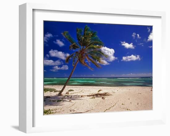 Grand Cayman Beach With A Palm Tree-George Oze-Framed Photographic Print