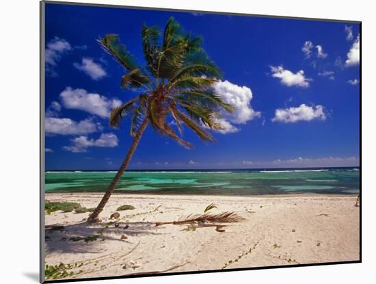 Grand Cayman Beach With A Palm Tree-George Oze-Mounted Photographic Print