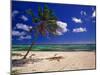 Grand Cayman Beach With A Palm Tree-George Oze-Mounted Photographic Print