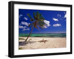 Grand Cayman Beach With A Palm Tree-George Oze-Framed Premium Photographic Print