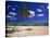 Grand Cayman Beach With A Palm Tree-George Oze-Stretched Canvas