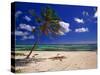 Grand Cayman Beach With A Palm Tree-George Oze-Stretched Canvas