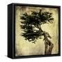 Grand Cypress-Honey Malek-Framed Stretched Canvas