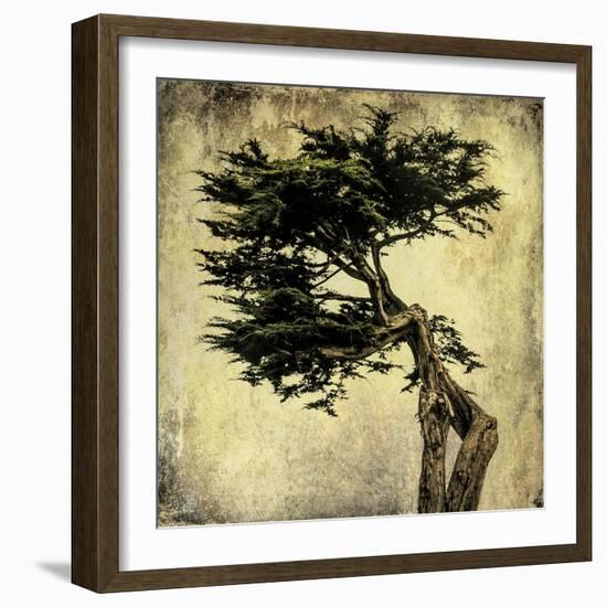 Grand Cypress-Honey Malek-Framed Art Print