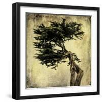 Grand Cypress-Honey Malek-Framed Art Print