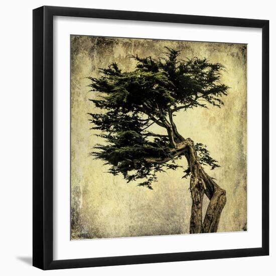 Grand Cypress-Honey Malek-Framed Art Print