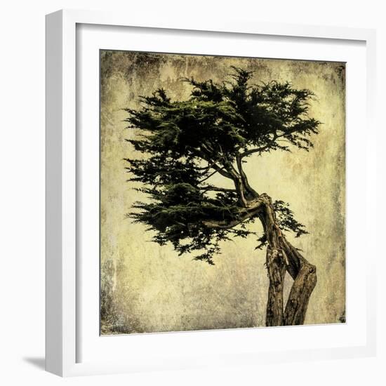 Grand Cypress-Honey Malek-Framed Art Print