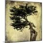 Grand Cypress-Honey Malek-Mounted Art Print