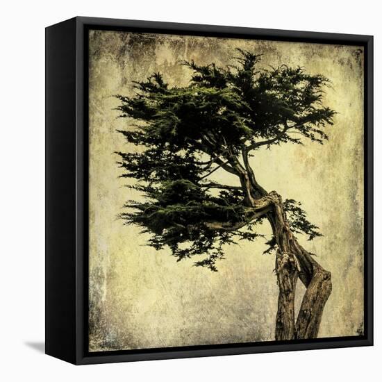 Grand Cypress-Honey Malek-Framed Stretched Canvas