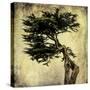 Grand Cypress-Honey Malek-Stretched Canvas