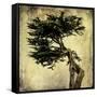 Grand Cypress-Honey Malek-Framed Stretched Canvas