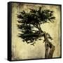 Grand Cypress-Honey Malek-Framed Stretched Canvas