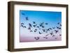 Grand Island, Nebraska -PLATTE RIVER, UNITED STATES Migratory Sandhill Cranes are on their sprin...-null-Framed Photographic Print