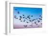 Grand Island, Nebraska -PLATTE RIVER, UNITED STATES Migratory Sandhill Cranes are on their sprin...-null-Framed Photographic Print