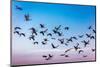 Grand Island, Nebraska -PLATTE RIVER, UNITED STATES Migratory Sandhill Cranes are on their sprin...-null-Mounted Photographic Print