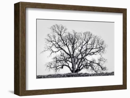 Grand Oak Tree I-Rachel Perry-Framed Photographic Print