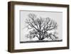 Grand Oak Tree I-Rachel Perry-Framed Photographic Print