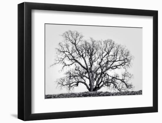 Grand Oak Tree I-Rachel Perry-Framed Photographic Print