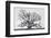 Grand Oak Tree I-Rachel Perry-Framed Photographic Print