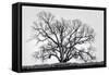 Grand Oak Tree I-Rachel Perry-Framed Stretched Canvas