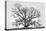 Grand Oak Tree I-Rachel Perry-Stretched Canvas