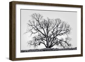 Grand Oak Tree I-Rachel Perry-Framed Photographic Print