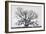 Grand Oak Tree I-Rachel Perry-Framed Photographic Print