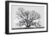 Grand Oak Tree I-Rachel Perry-Framed Photographic Print