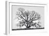 Grand Oak Tree I-Rachel Perry-Framed Photographic Print