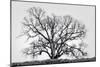 Grand Oak Tree I-Rachel Perry-Mounted Photographic Print