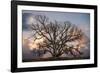 Grand Oak Tree II-Rachel Perry-Framed Photographic Print