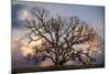 Grand Oak Tree II-Rachel Perry-Mounted Photographic Print