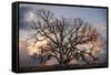 Grand Oak Tree II-Rachel Perry-Framed Stretched Canvas