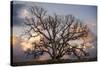 Grand Oak Tree II-Rachel Perry-Stretched Canvas