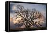 Grand Oak Tree II-Rachel Perry-Framed Stretched Canvas