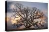 Grand Oak Tree II-Rachel Perry-Stretched Canvas