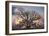 Grand Oak Tree II-Rachel Perry-Framed Photographic Print