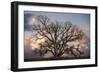 Grand Oak Tree II-Rachel Perry-Framed Photographic Print