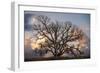 Grand Oak Tree II-Rachel Perry-Framed Photographic Print