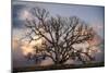 Grand Oak Tree II-Rachel Perry-Mounted Photographic Print