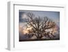 Grand Oak Tree II-Rachel Perry-Framed Photographic Print